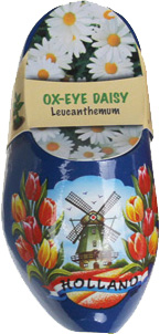 Flower-Clog-Ox-Eye-Daisy-02