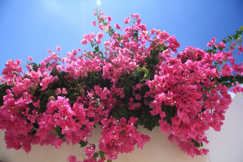 Wooden shoes and the danger of Bougainvillea thorns